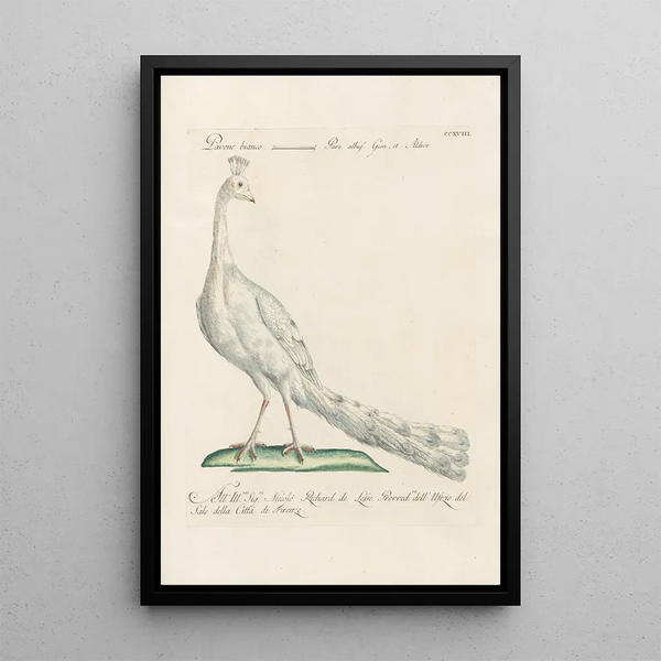 Ornithologia methodice digesta Pl200 - Saverio Manetti — indrammet kunstværk på væggen