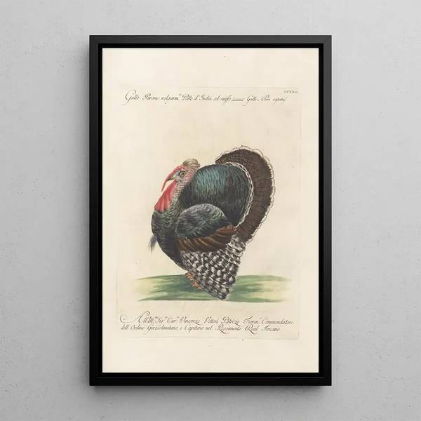 Ornithologia methodice digesta Pl204 - Saverio Manetti — indrammet kunstværk på væggen