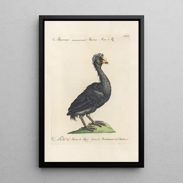 Ornithologia methodice digesta Pl211 - Saverio Manetti — indrammet kunstværk på væggen