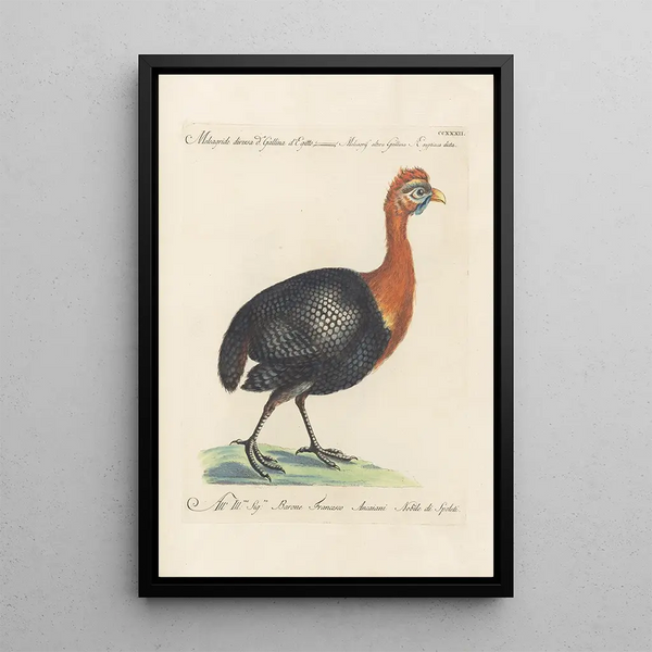 Ornithologia methodice digesta Pl214 - Saverio Manetti — indrammet kunstværk på væggen