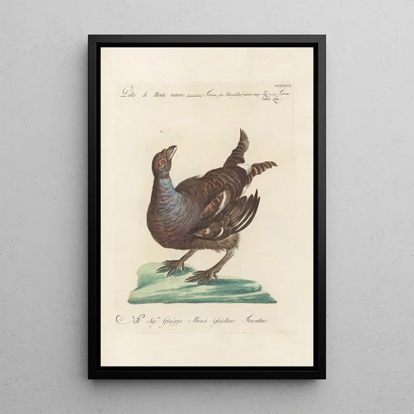 Ornithologia methodice digesta Pl215 - Saverio Manetti — indrammet kunstværk på væggen