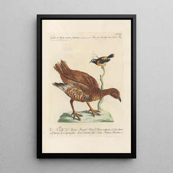 Ornithologia methodice digesta Pl216 - Saverio Manetti — indrammet kunstværk på væggen