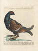 L'ornithologie har metodisk fordøjet Pl217 - Saverio Manetti — visning af kunstværket