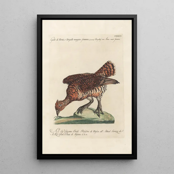 Ornithologia methodice digesta Pl219 - Saverio Manetti — indrammet kunstværk på væggen