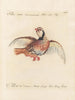 Ornithologie metodisk fordøjet Pl235 - Saverio Manetti — visning af kunstværket
