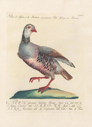 Saverio Manetti - Ornithologia methodice digesta Pl239.webp
