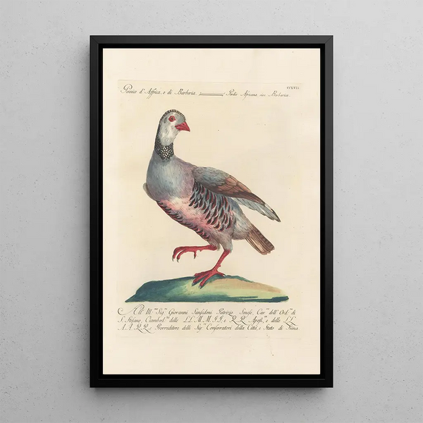 Ornithologia methodice digesta Pl239 - Saverio Manetti — indrammet kunstværk på væggen