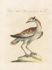 L'ornithologie metodisk fordøjet Pl248 - Saverio Manetti — visning af kunstværket