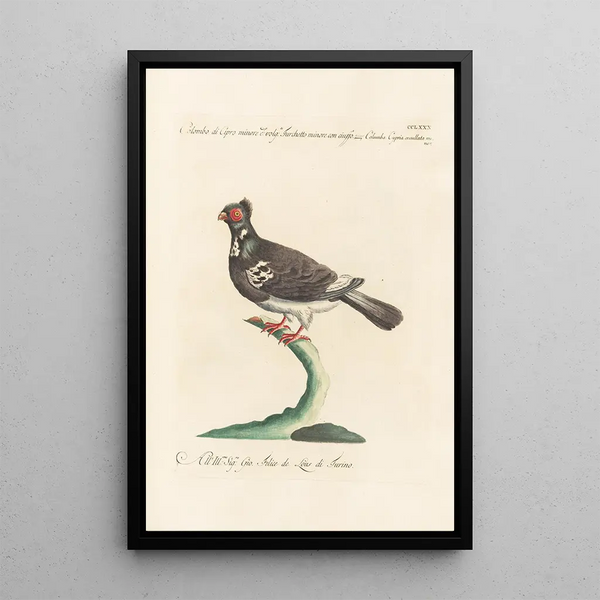 Ornithologia methodice digesta Pl262 - Saverio Manetti — indrammet kunstværk på væggen