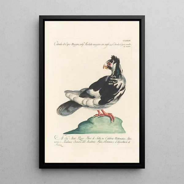 Ornithologia methodice digesta Pl263 - Saverio Manetti — indrammet kunstværk på væggen