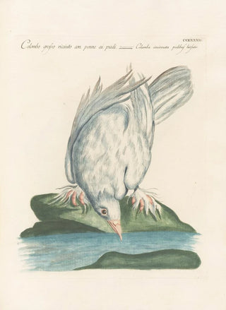 Saverio Manetti - Ornithologia methodice digesta Pl264.webp