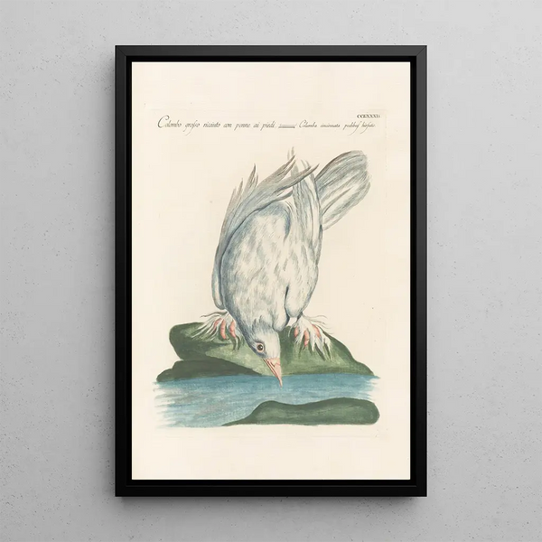 Ornithologia methodice digesta Pl264 - Saverio Manetti — indrammet kunstværk på væggen
