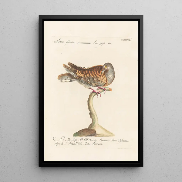 Ornithologia methodice digesta Pl270 - Saverio Manetti — indrammet kunstværk på væggen
