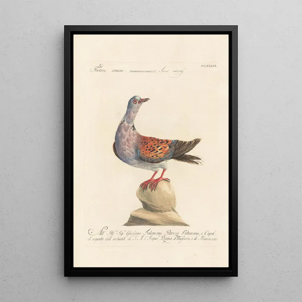 Ornithologia methodice digesta Pl271 - Saverio Manetti — indrammet kunstværk på væggen