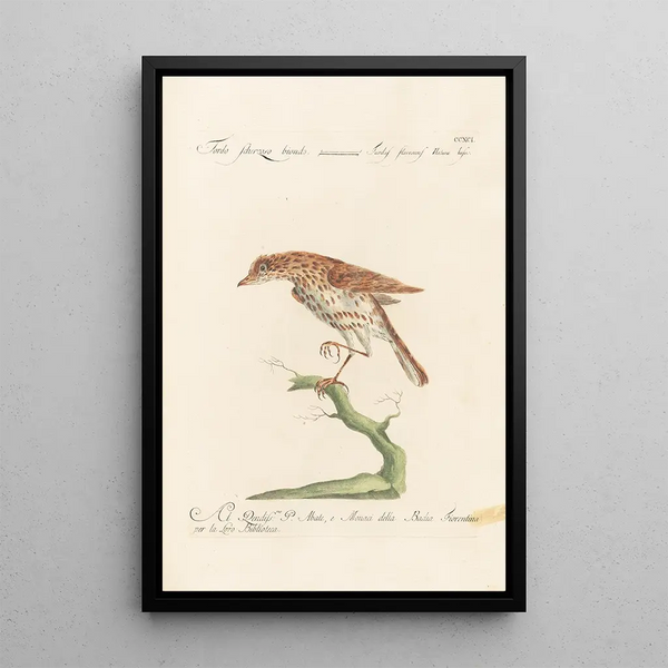 Ornithologia methodice digesta Pl273 - Saverio Manetti — indrammet kunstværk på væggen
