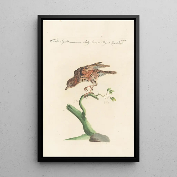 Ornithologia methodice digesta Pl275 - Saverio Manetti — indrammet kunstværk på væggen
