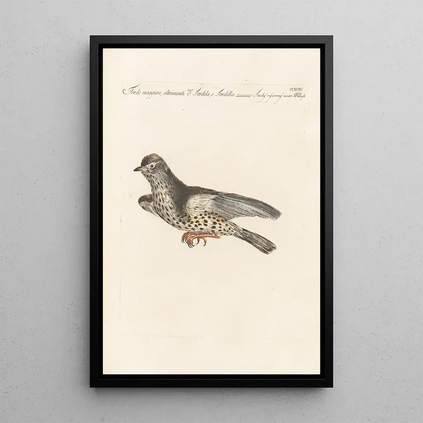 Ornithologia methodice digesta Pl276 - Saverio Manetti — indrammet kunstværk på væggen