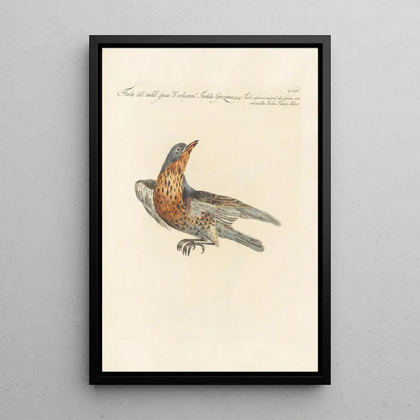 Ornithologia methodice digesta Pl277 - Saverio Manetti — indrammet kunstværk på væggen
