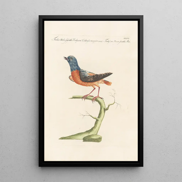 Ornithologia methodice digesta Pl278 - Saverio Manetti — indrammet kunstværk på væggen