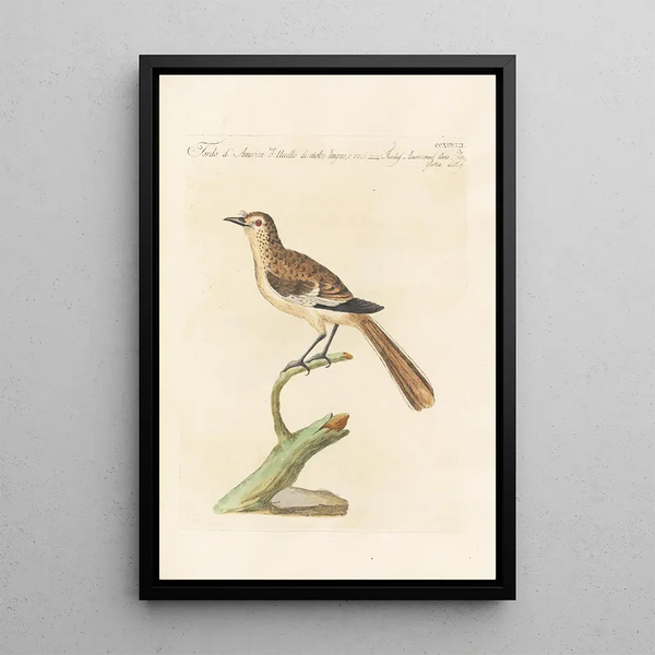 Ornithologia methodice digesta Pl280 - Saverio Manetti — indrammet kunstværk på væggen