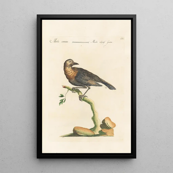 Ornithologia methodice digesta Pl282 - Saverio Manetti — indrammet kunstværk på væggen