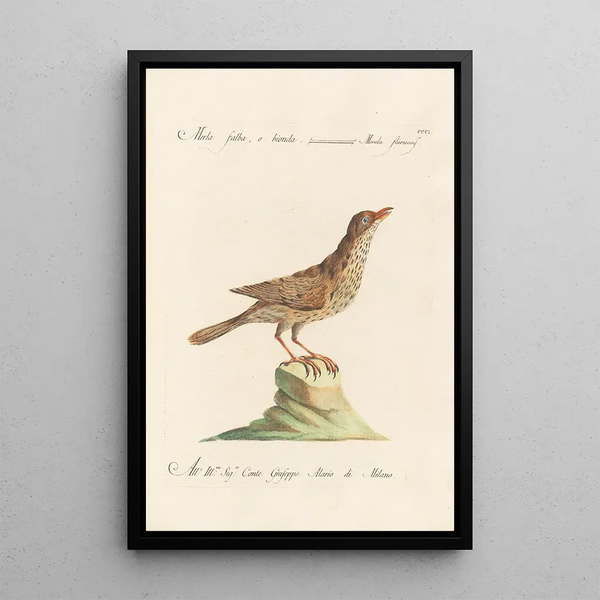 Ornithologia methodice digesta Pl283 - Saverio Manetti — indrammet kunstværk på væggen