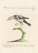 Ornithologia methodice digesta Pl284 - Saverio Manetti — visning af kunstværket