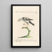 Ornithologia methodice digesta Pl284 - Saverio Manetti — indrammet kunstværk på væggen