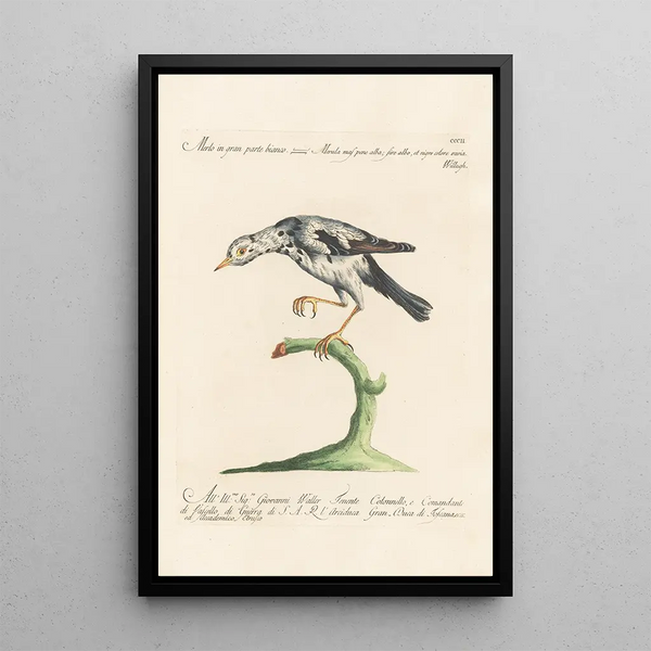 Ornithologia methodice digesta Pl284 - Saverio Manetti — indrammet kunstværk på væggen