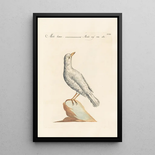 Ornithologia methodice digesta Pl285 - Saverio Manetti — indrammet kunstværk på væggen