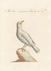 Ornithologia methodice digesta Pl285 - Saverio Manetti — visning af kunstværket