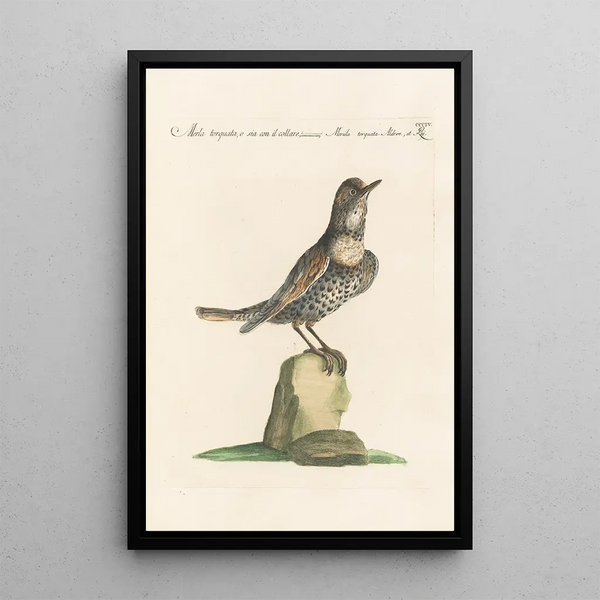 Ornithologia methodice digesta Pl286 - Saverio Manetti — indrammet kunstværk på væggen