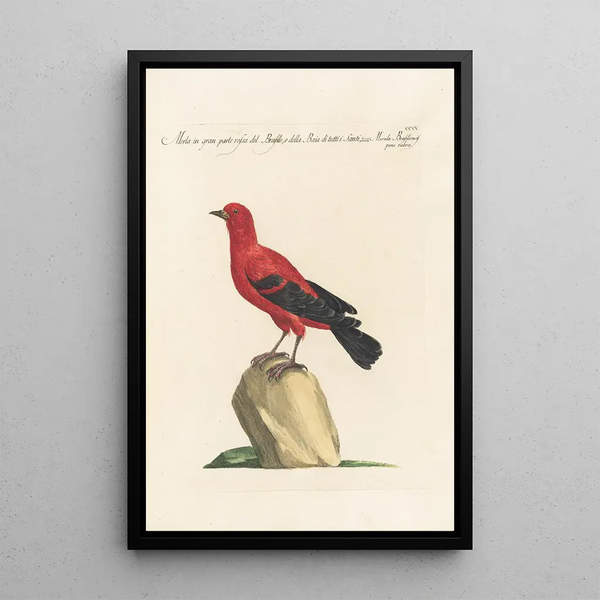 Ornithologia methodice digesta Pl287 - Saverio Manetti — indrammet kunstværk på væggen