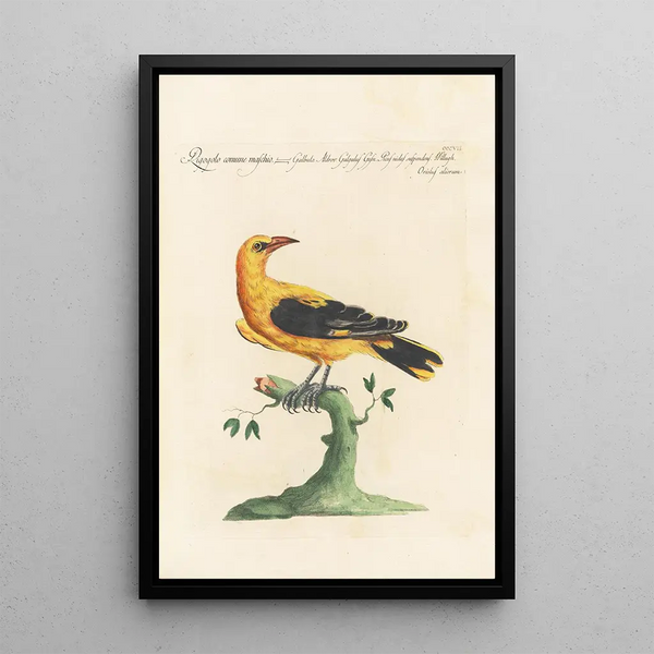 Ornithologia methodice digesta Pl289 - Saverio Manetti — indrammet kunstværk på væggen