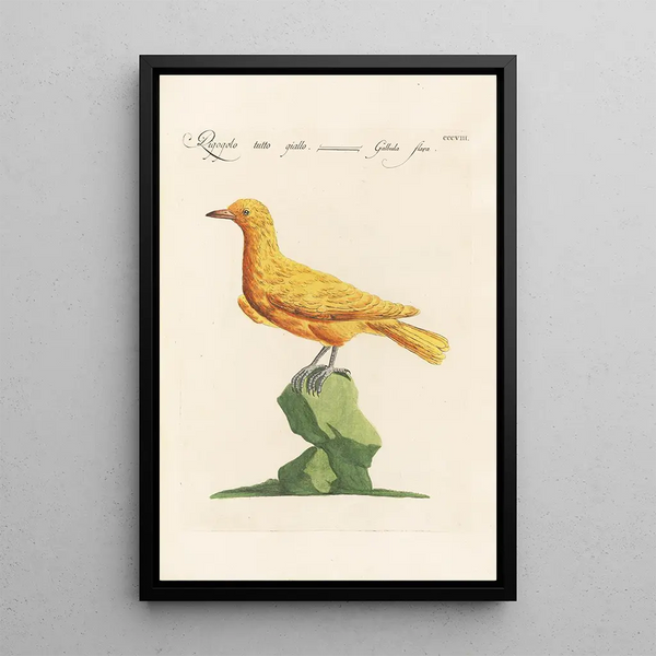 Ornithologia methodice digesta Pl290 - Saverio Manetti — indrammet kunstværk på væggen