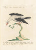 Ornithologia methodice digesta Pl291 - Saverio Manetti — visning af kunstværket