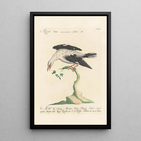 Ornithologia methodice digesta Pl291 - Saverio Manetti — indrammet kunstværk på væggen