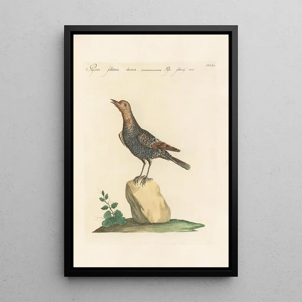 Ornithologia methodice digesta Pl293 - Saverio Manetti — indrammet kunstværk på væggen