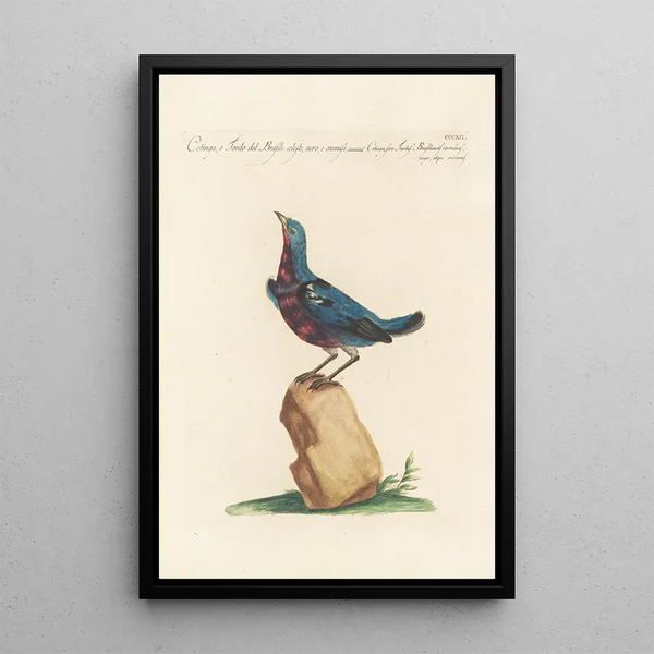 Ornithologia methodice digesta Pl294 - Saverio Manetti — indrammet kunstværk på væggen