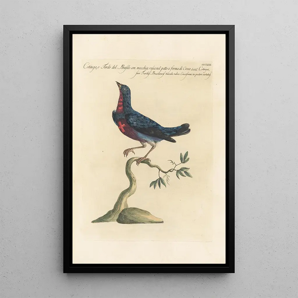 Ornithologia methodice digesta Pl295 - Saverio Manetti — indrammet kunstværk på væggen