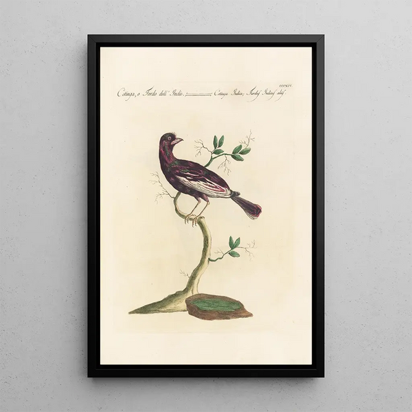 Ornithologia methodice digesta Pl296 - Saverio Manetti — indrammet kunstværk på væggen