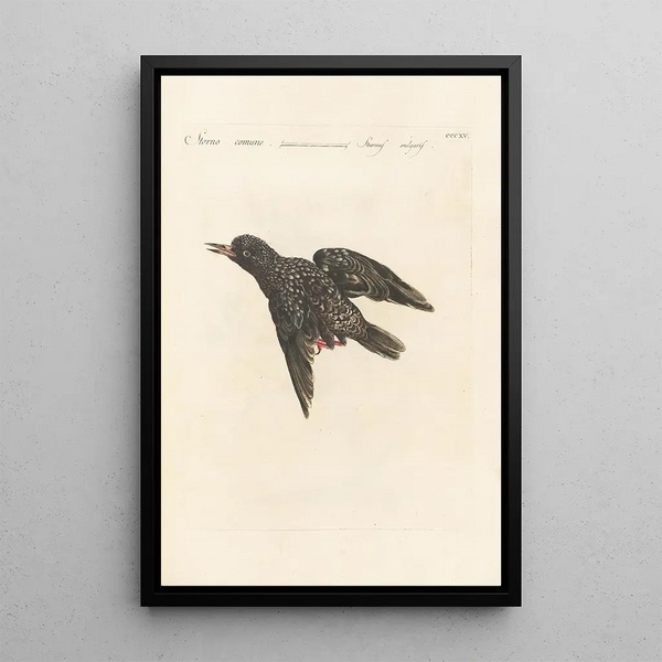 Ornithologia methodice digesta Pl297 - Saverio Manetti — indrammet kunstværk på væggen