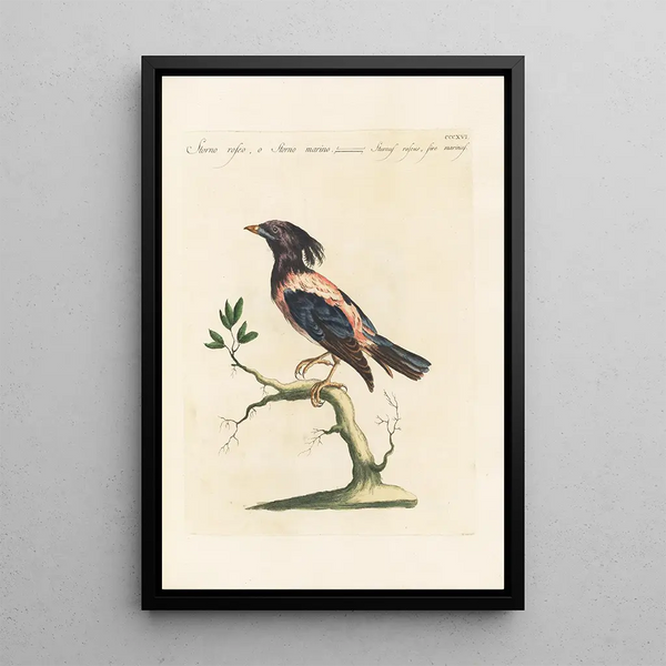 Ornithologia methodice digesta Pl298 - Saverio Manetti — indrammet kunstværk på væggen