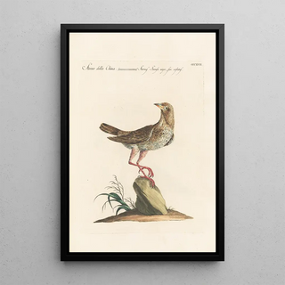 Saverio Manetti - Ornithologia methodice digesta Pl299.webp