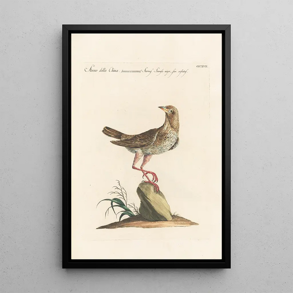 Ornithologia methodice digesta Pl299 - Saverio Manetti — indrammet kunstværk på væggen