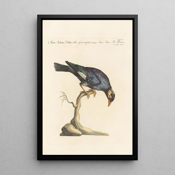 Ornithologia methodice digesta Pl301 - Saverio Manetti — indrammet kunstværk på væggen