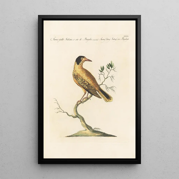 Ornithologia methodice digesta Pl302 - Saverio Manetti — indrammet kunstværk på væggen