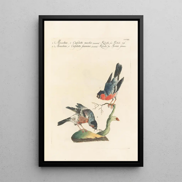 Ornithologia methodice digesta Pl303 - Saverio Manetti — indrammet kunstværk på væggen