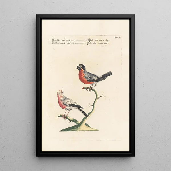 Ornithologia methodice digesta Pl304 - Saverio Manetti — indrammet kunstværk på væggen