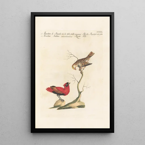 Ornithologia methodice digesta Pl305 - Saverio Manetti — indrammet kunstværk på væggen